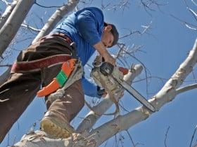 Tree Trimming, Austin TX, Tree Removal