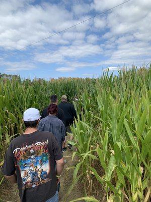 Corn maze