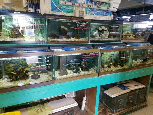 Cichlids area