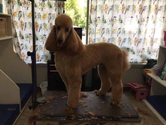 Standard poodle all scissor finish