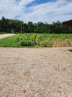 Sunflower field, pick your own.