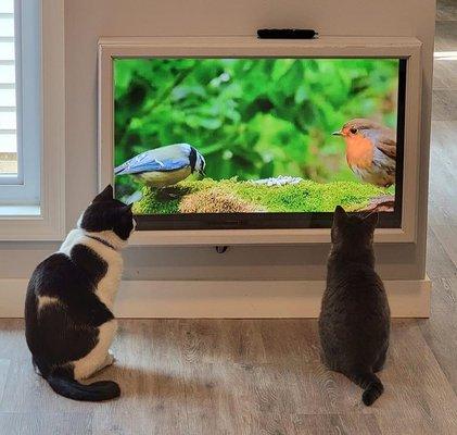 Happy cats watching Cat TV in our sanctuary.