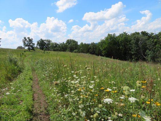 Trail and wildflowers