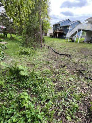 Damage and removal of ferns from my yard