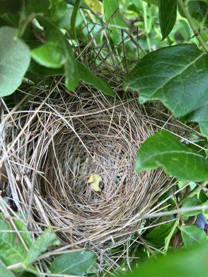 Bird nest  in the blueberry  bush ...