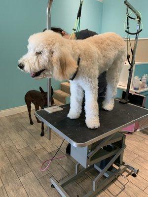 Woof Avenue Pet Grooming and Spa