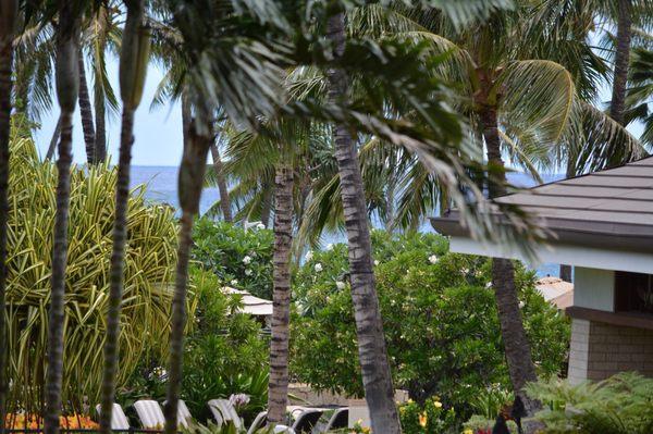 My buyers peaceful lanai view