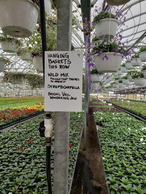 Only a small part of this large local greenhouse.