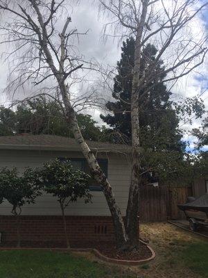 Dead Birch Tree