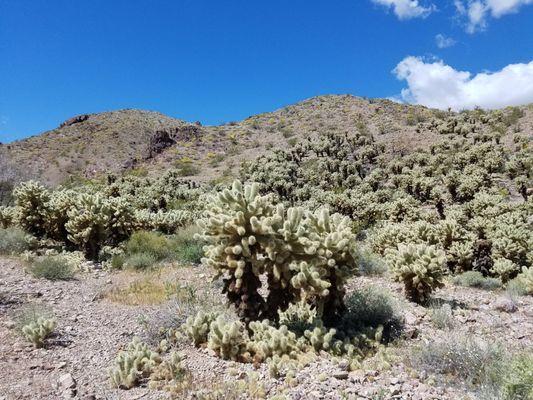 The teddy bear cholla