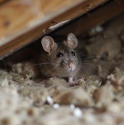 Rat In An Attic