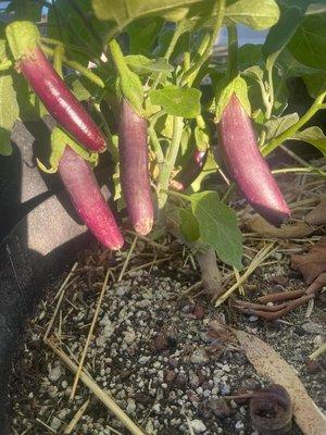 Tucson grown eggplants