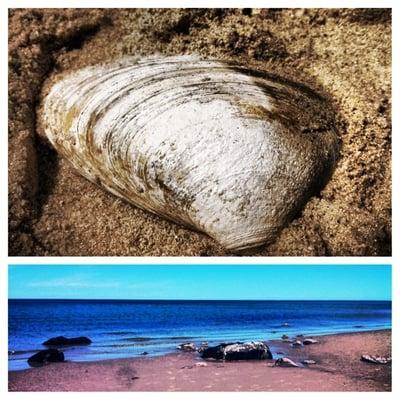 I love this beach so much. It has lots of shells and sea glass as well as a few jetties. The low tide here goes so far out.