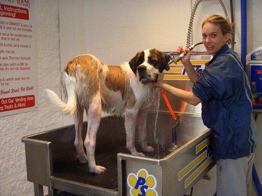 Broad Street Car and Pet Wash