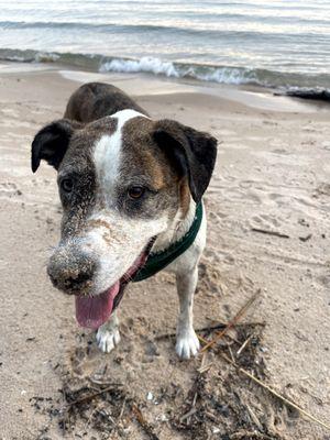 Sandy dog!