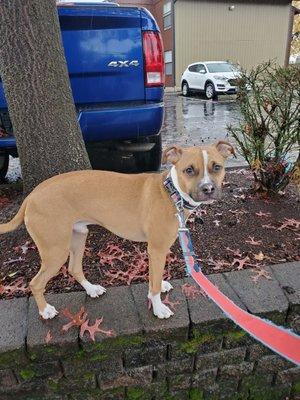 One of my dogs I walk, he is a Boston Terrier mix.