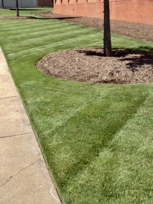 Turf color and attention to detail is truly remarkable!