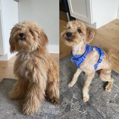 Before and after - Jorja (Australian labradoodle - 9 mos)