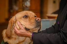 One of our grief dogs- Birch giving love to a family.