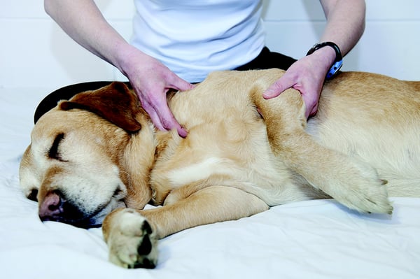 Providing Canine Massage for wellness, sports performance, and medical massage (veterinarian approval required)