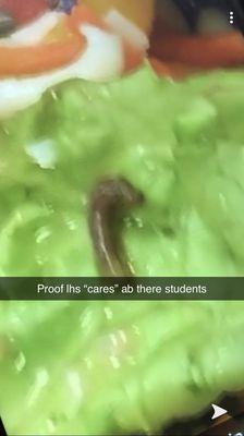 Worm in the salad!