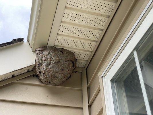 Nice sized hornets nest prior to our treatment/removal. Customer was worried as the nest was close to the door and they can be aggressive.