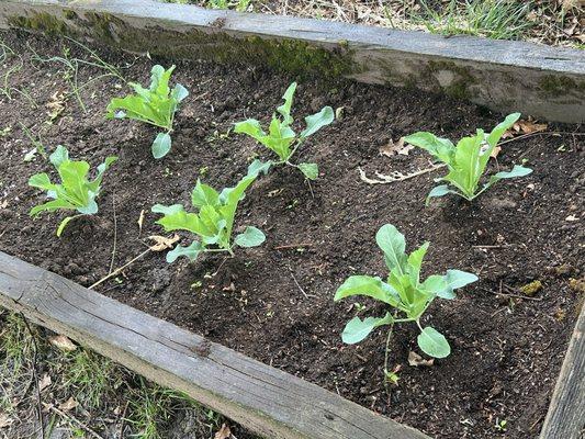 Thriving cauliflower