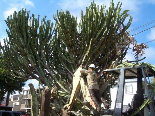 Massive overgrown cactus removal