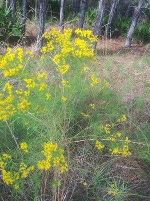 Wildflower. I.d.?