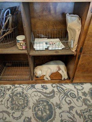 New shop dog at Leaf's Treehouse.  Little lab puppy.