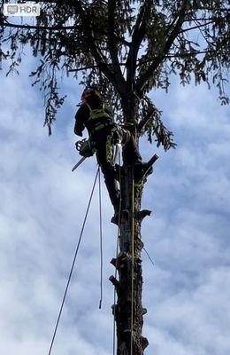 Margo's Tree Surgery