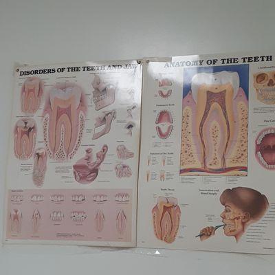 Anatomy of the teeth. Disorders of the teeth and jaw. 2/28/24