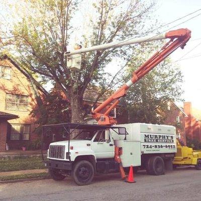 Murphy’s Tree Service