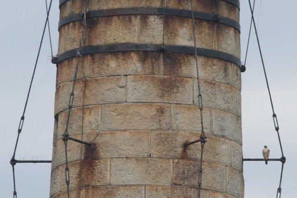 Peregrine Falcon roosting on the Petit Manan Island Lighthouse, eyeing potential meals in the bird colony below.