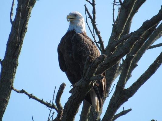 We usually see LOTS of eagles