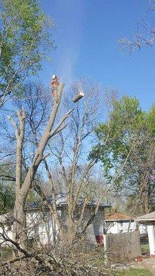 tree removal service Kansas city