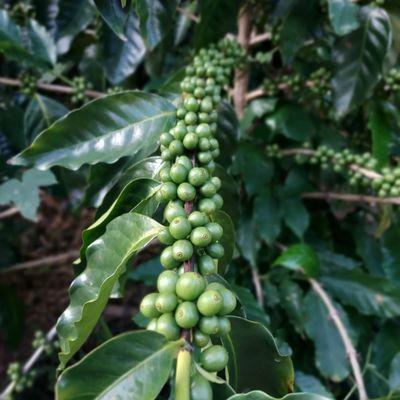 This coffee branch is loaded with coffee cherries waiting to ripen- in Costa Rica a branch like this heavy with fruit is called a Vandola