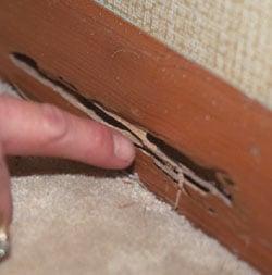 subterranean termites damage