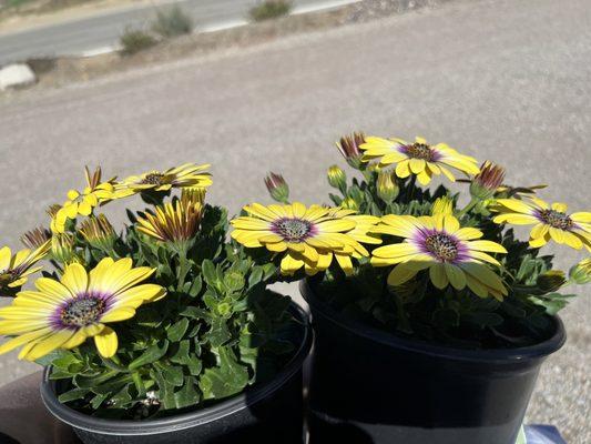 African daisies