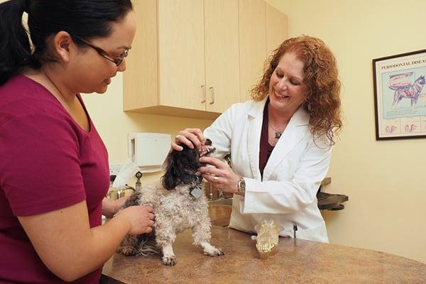 Sacramento Veterinary Dental Services