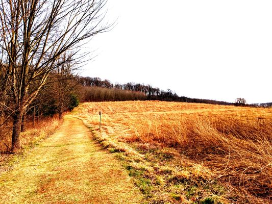 Binky Lee Preserve -- (ALL NATURAL LANDS PRESERVES OPEN during COVID-19 crisis, except Stoneleigh)