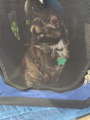 Mama our beautiful cat  in her carrier coming from yearly check up