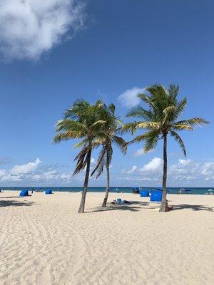 Palms at City Beach