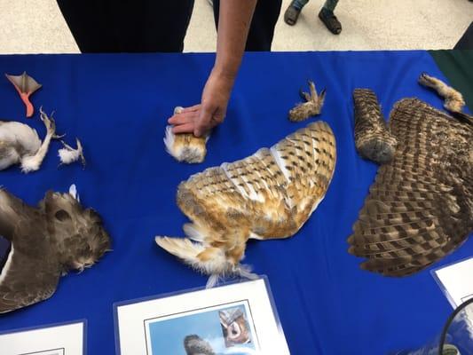 Hawks Honkers and Hoots, one of the excellent free children's programs at the El Cerrito Library