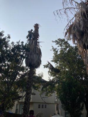 Palm Trees before being cut down