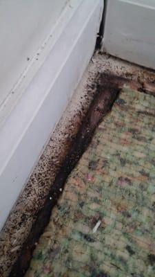 More mold. Multiple complaints. Don't rent at The Parks at Village Oaks in Leland, NC.