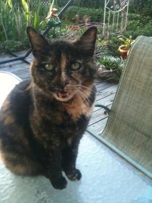 Buttons is 18 years old and keep me busy in the office with demands of kitty kisses and treats!