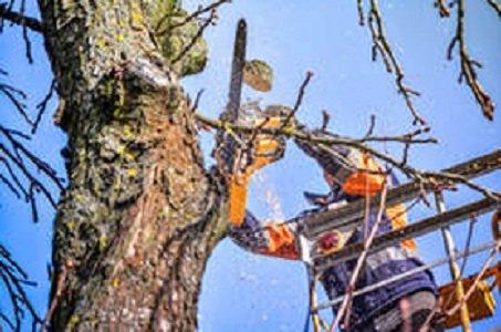 Southeast Birmingham Tree Service