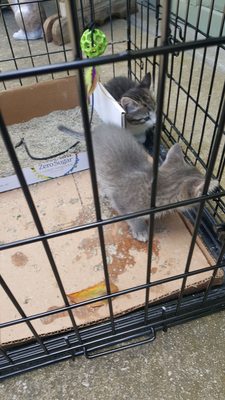 Healthy social kittens that were euthanized at Gloucester County Animal Kill Shelter.