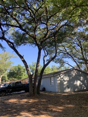 Tampa Tree and Debris